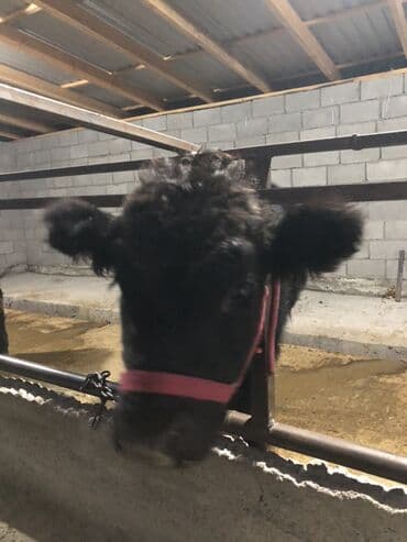 клетка для крысы: Продаю | Бык (самец) | Абердин-ангус | На откорм | Привязанные — 5