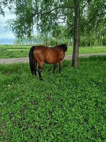 Айыл-чарба жаныбарлары: Сатам | Бээ (ургаачы) — 3