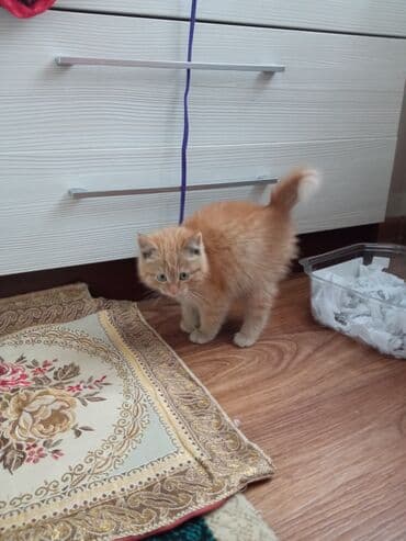 питомник кошек: Рыжий пушистый котёнок, нашли сегодня на улице, себе не можем — 1