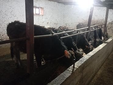 сколько стоит корова 2023: Продаю | Бык (самец) — 1