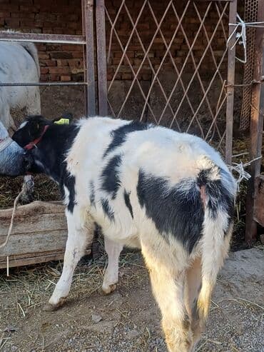 автоматический шприц для животных: Продаю | Корова (самка), Бык (самец), Тёлка | На откорм, На забой, Для разведения | Искусственник — 4