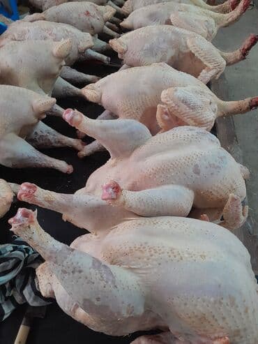 цыплята индюки: Продаю | Индюк (самец) | Бройлерная | Для разведения | Племенные — 8