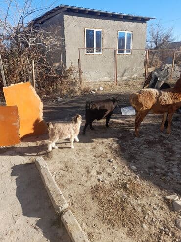 Аквариумы: Продаю | Коза (самка) | Полукровка | Для разведения — 1