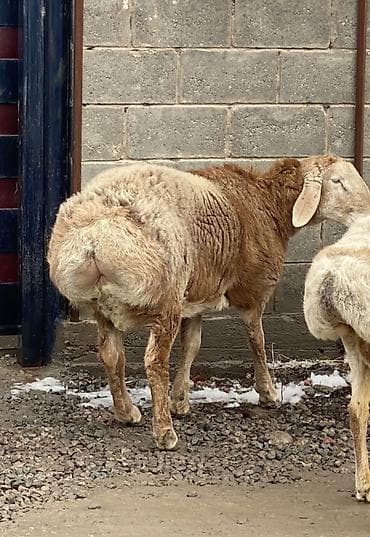 Кемирүүчүлөр: Сатам | Ургаачы кой (ургаачы) | Союуга | Ургаачы — 4