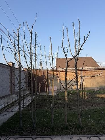 Велосипеддер: Тоо велосипеди, Giant, Велосипед алкагы L (172 - 185 см), Алюминий — 1