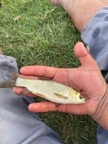 толстолобик: Продаю малёк белого Амура;зеркального карпа;сазана;толстолобика — 3