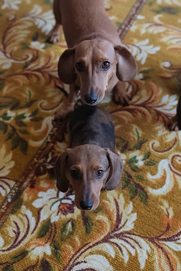 Такса, 3 месяца, Самец, С прививкой