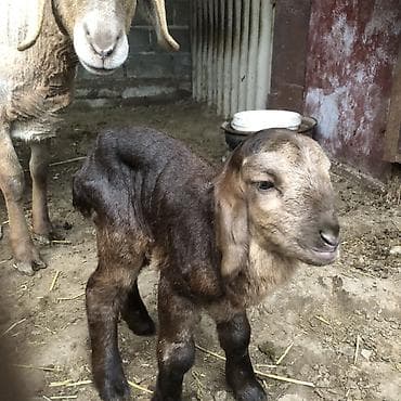 продаю птиц: Продаю | Овца (самка) | Полукровка | Для разведения | Ягнившаяся — 3