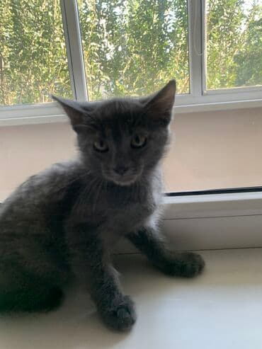 сколько стоит сибирская кошка котенок: Кошка даром: Беспородная, 3 месяца, Мальчик — 6