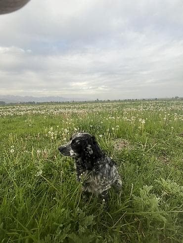 Кокер-спаниель, 1 год, Самка, С прививкой