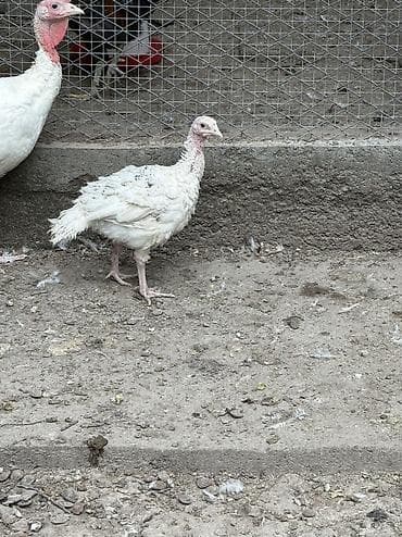 С/х животные и товары: Продаю | Индюшата | Бройлерная | На забой — 3