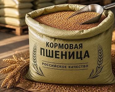 иранский корм: Кормовая пшеница 5 класса | Россия | Опт и розница | Россыпью и в — 1
