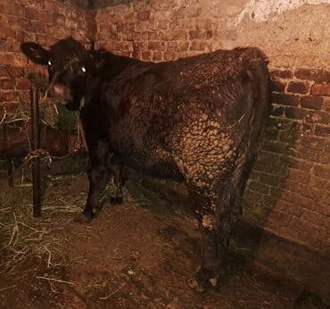 коровы дойная: Продаю | Тёлка | Голштин — 3