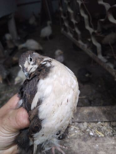 продаю в связи с переездом: Молодые перепела (окраска мраморно-пестрая). Домашнее выращивание. - — 1