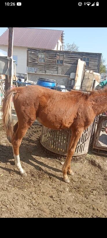 продать кошку: Продаю | Жеребенок | Для разведения — 1