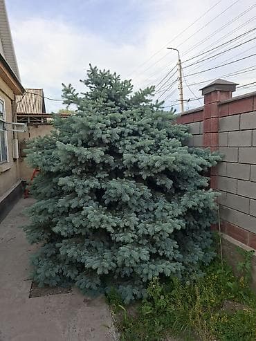 Үй жана бакча: Голубая ель 2.20 высота. ширина 2 м — 1