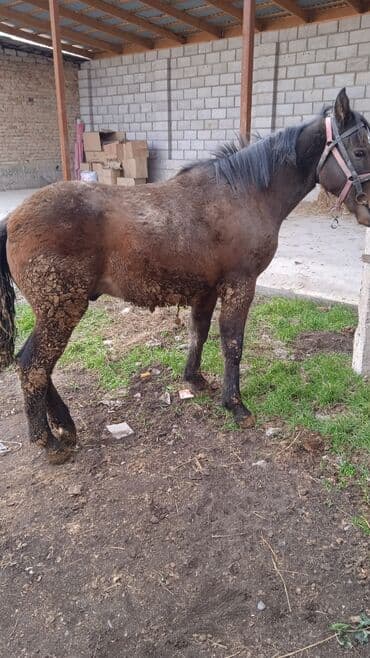 продам козу дойную: Продаю | Жеребец | Полукровка | Рабочий | Племенные — 1