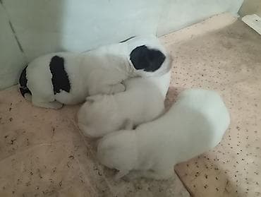 Продажа собак: Алабай, 1 месяц, Самец — 3