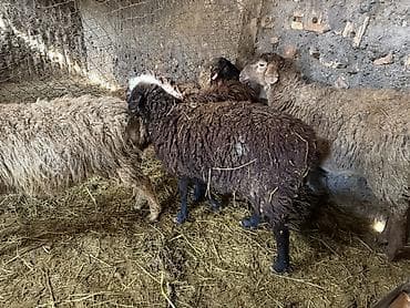 корм для животных: Продаю | Овца (самка) | Для разведения — 3