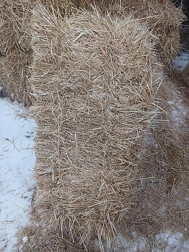 ящик сатылат: Солома в тюках 1000тюк также есть сено эспарсет 800 тюков - — 2
