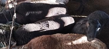 уй ала тоо парода: Продаю | Овца (самка) | Полукровка | Для разведения | Ярка — 1