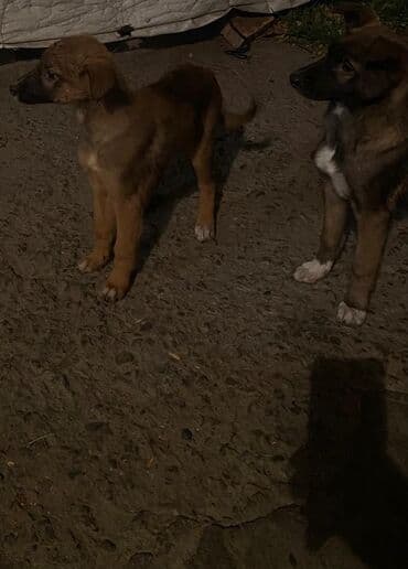 продам собаку: Овчарка, 2 месяца, Самка — 22