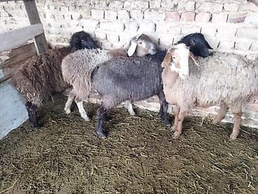 продажа овец: Продаю | Овца (самка) | Полукровка | На забой, Для разведения | Матка, Ярка — 3