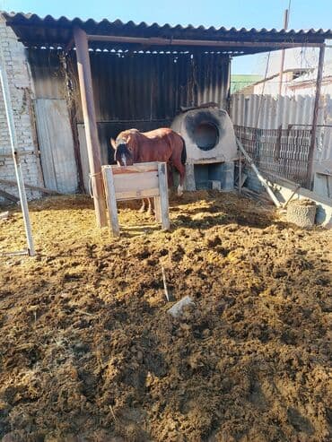 продажа щенков немецкой овчарки в бишкеке с документами: Продаю | Кобыла (самка) | Рабочий — 3