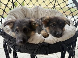 купить собаку породистую: 🐾 Щенки немецкой овчарки 🐾 Продаются красивые, породные щенки — 15