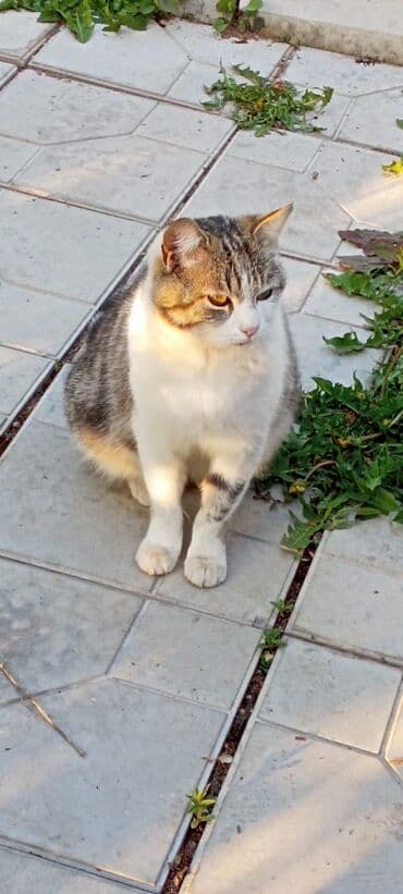 бордер колли купить бишкек: 7 месяцев, Мальчик, Кастрирована, Приучена к лотку, Проглистована — 9