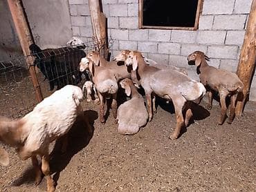 романовский баран: Продаю | Баран (самец) | Арашан — 5
