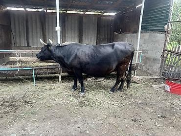 чика тай: Продаю | Корова (самка) | Для молока — 3