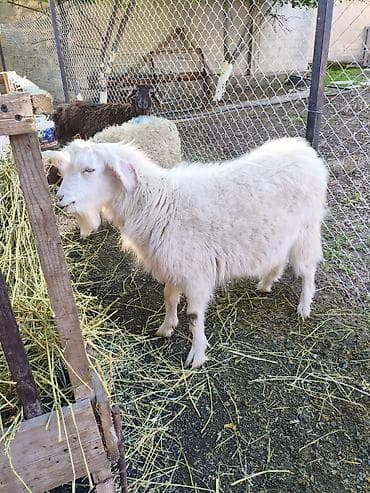чистопородное разведение: Продаю | Козёл (самец) — 1