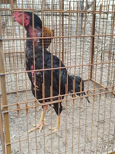 ак жугору: Дакан тулок короздор сатылат активный алмашу жолдору бар адрес — 5