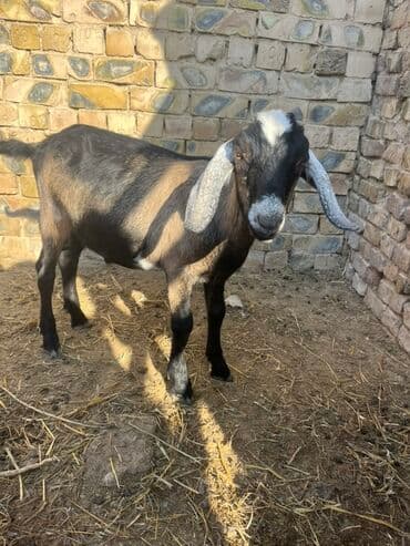 продажа щенков немецкой овчарки с документами в бишкеке: Продаю | Козлёнок | Нубийская | Для разведения | Племенные — 3