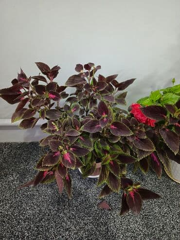 Колеусы (Plectranthus scutellarioides) в горшках –