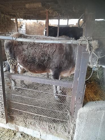 продажа собак: Продаю | Тёлка | Для разведения | Стельные — 3