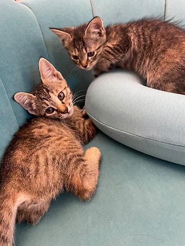 Кошки: Отдадим котят в добрые руки. Возраст 2 месяца. Кушают сами, к лотку — 2