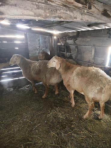 курдючные бараны: Продаю | Баран (самец) | Для разведения — 3