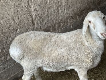 Продаю | Овца (самка) | Для разведения