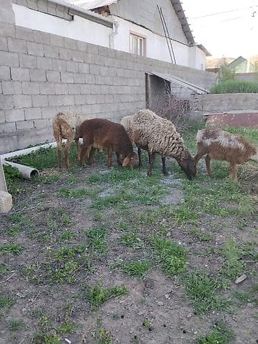 сенаш корм: Продаю | Овца (самка) | На забой — 1