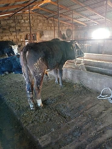 норка животное: Продаю | Бык (самец) | Полукровка | На откорм | Привязанные — 4