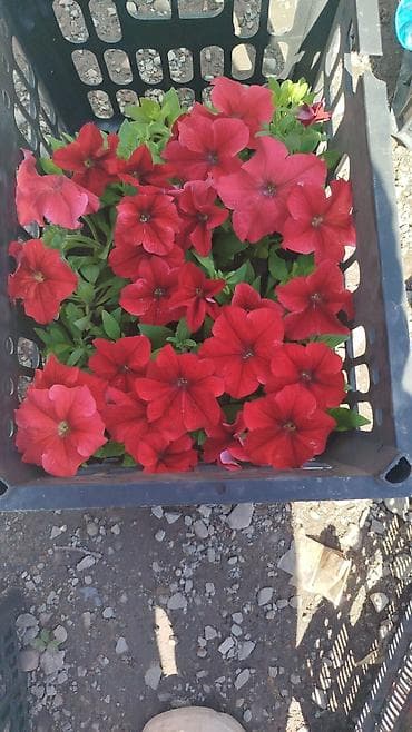 бельевой ящик: Рассада цветочных однолетников в кассетах/ящиках. Оптом и в розницу — 7