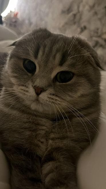 машинка для животных: Шотландская вислоухая кошка (Scottish Fold) - Окрас: серый табби — 2
