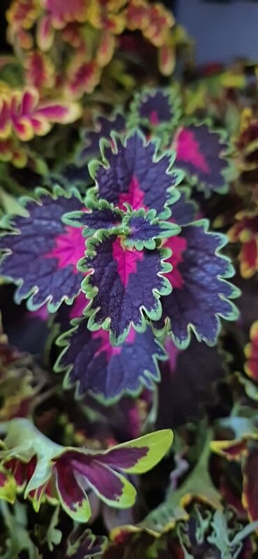 садовый тример: Колеусы. Разные сорта . Сингониум . Свежий срез — 31