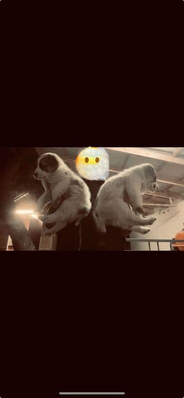 французский бульдог мини цена: Алабай, 1 месяц, Самка — 4