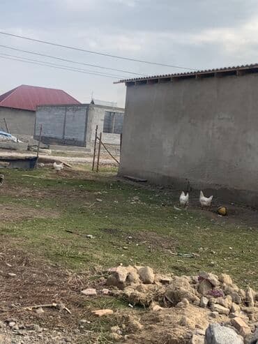 буудай сатып алам: Курица продается не яйцо ! - Натуральные яйца от дворовых кур с — 4