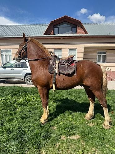 жылкы жаныбар: Сатам | Тай | Көбөйтүү үчүн, Жумушка, Ат спорту | Жасалма жол менен боозутуу — 3
