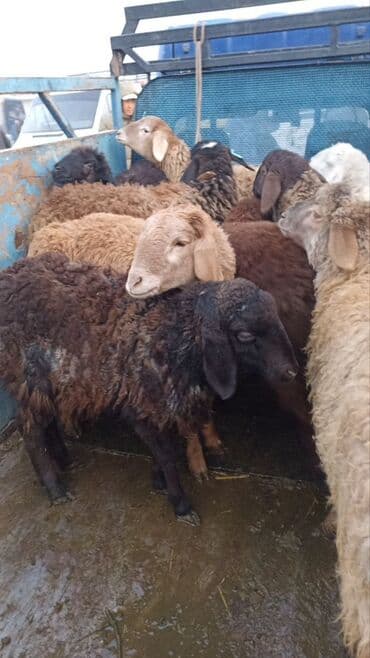 сетки для кур несушек: Продаю | Ягненок | Для разведения | Ярка — 2