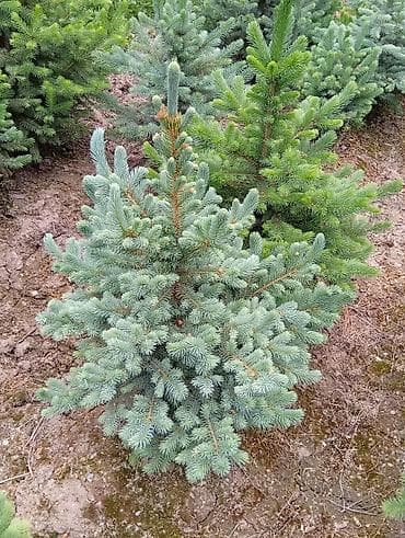 бортики в кроватки с: Ель колючая (Picea pungens) «голубая» - Сортовая голубая хвоя — 5